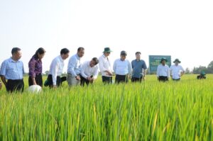 Ngành Lúa Gạo Việt Nam: Phát Triển Bền Vững Để Khẳng Định Vị Thế Quốc Tế
