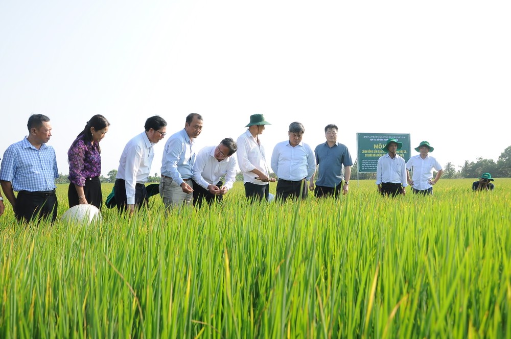 Ngành Lúa Gạo Việt Nam: Phát Triển Bền Vững Để Khẳng Định Vị Thế Quốc Tế
