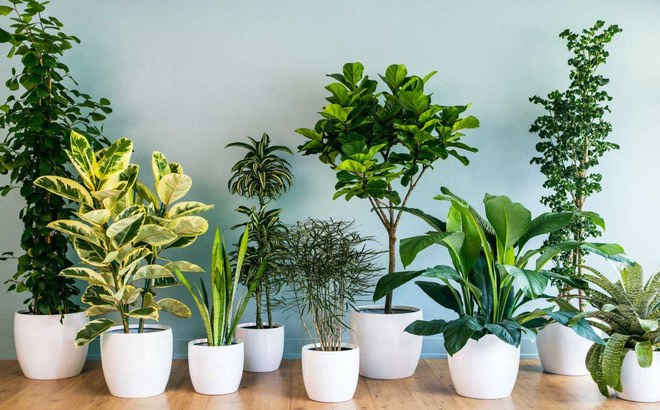 Bốn Loại Cây Dễ Trồng Tại Việt Nam Giúp Lọc Sạch Không Khí Trong Nhà