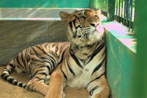 Cuộc Sống Hiện Tại Của 7 Cá Thể Hổ Đông Dương Được Giải Cứu Tại Phong Nha - Kẻ Bàng