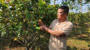 Cây Trà Hoa Vàng Biến Huyện Ba Chẽ Thành Trung Tâm Nông Sản Giá Trị Cao